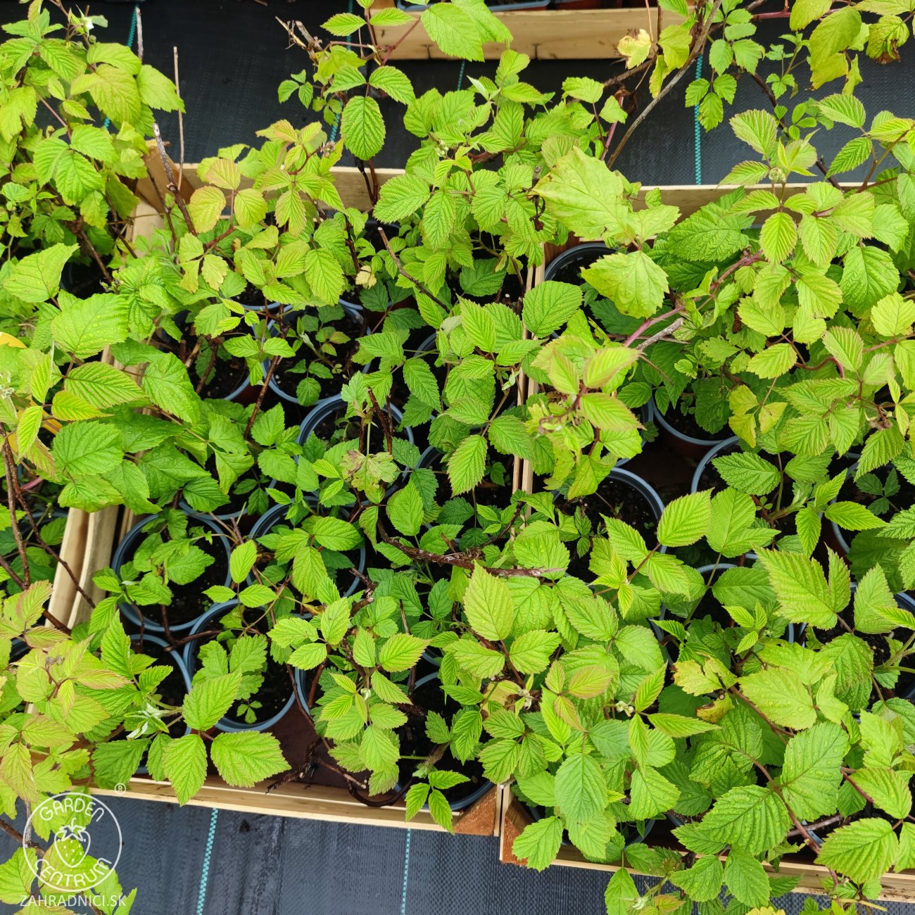 Obrázok Malina červená, remontantná (Rubus idaeus) ´HÉRITAGE´ - výška 10-20 cm, kont. P13